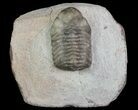 Austerops Trilobite - Jorf, Morocco #68643-2